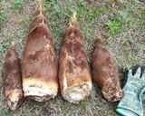 たけのこアスパラホタルイカの炒め物作り方1写真