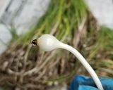 のびるの下処理(^q^)作り方1写真
