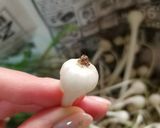 のびるの下処理(^q^)作り方2写真
