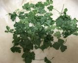 ドライパセリのつくりかた作り方4写真