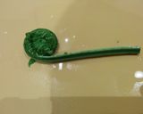こごみの下処理〜お浸し作り方9写真