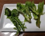 コシアブラなど山菜入りなべ焼きうどん作り方1写真