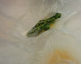 筍、こごみ、ふきのとうの塩漬けの山菜料理作り方12写真