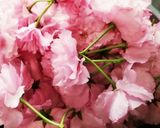 桜の塩漬け作り方1写真