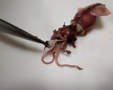 クセになる♪ホタルイカの下ごしらえ作り方6写真