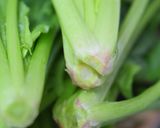春色ふわっ＊ほうれん草とベーコンの卵とじ作り方2写真