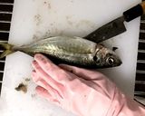 冷蔵庫で簡単干物作り(アジの開き)作り方1写真