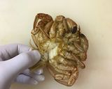 くりがにの味噌汁作り方3写真
