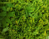 山椒の花の佃煮作り方1写真
