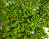 山椒の花の佃煮作り方2写真
