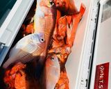 チカメキントキ姿造り作り方1写真
