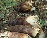 旬の筍を使いまくる♡大蒜醤油がけ・煮物他作り方1写真