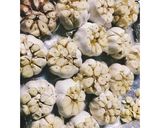 Roasted Garlic作り方1写真