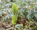 コシアブラを納豆にトッピング作り方1写真