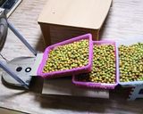 簡単な小梅干し作り方4写真