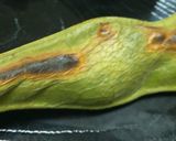 そら豆を抹茶昆布茶で作り方6写真