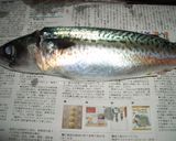 解説丁寧♪フレッシュ＆ジューシーしめさば作り方1写真