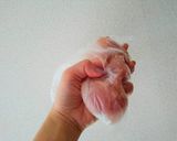 中華風☆鰹のネギだれ生姜焼き作り方3写真