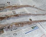 韓国風！手長たこの甘辛炒めで酒☆米☆麺☆作り方1写真