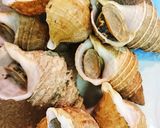 つぶ貝の塩ゆで☺️作り方3写真