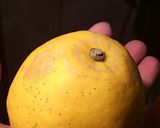◆サバ缶と春菊のサラダ◆作り方6写真