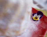 オレンジピールのバレンシアケーキ作り方12写真