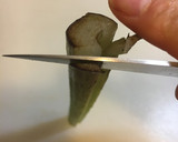 ふきと油揚げの煮物作り方6写真
