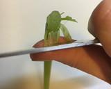 ふきと油揚げの煮物作り方9写真