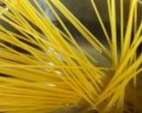 お昼はたっぷり野菜＆魚肉のペペロン・スパ作り方1写真