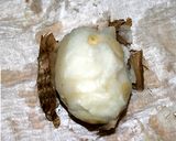 里芋のとろ～り海老あんかけ作り方3写真
