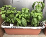 豚スペアリブ 洋風ワインバジルソース漬け作り方5写真