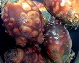 ホヤのから揚げ作り方1写真