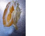 ★柑橘類の薄皮をきれ～に剥く★作り方5写真