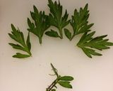 ☘ラクラクよもぎバタートースト☘作り方2写真