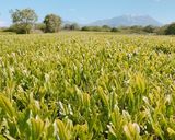 新茶の季節♩抹茶塩で食べる生茶葉の天ぷら作り方1写真