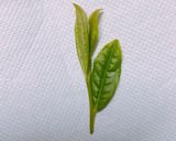 新茶の季節♩抹茶塩で食べる生茶葉の天ぷら作り方2写真
