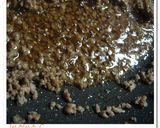 焼肉のたれ「ジャン」で中華風タコライス♪作り方1写真
