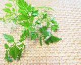 栄養たっぷり☆ボルシチ作り方6写真