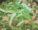桑の葉ひき肉作り方5写真