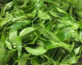自家製緑茶作り方1写真
