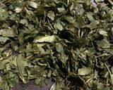 自家製緑茶作り方4写真