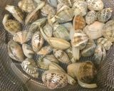あさりとセロリのイタリアントマトソテー♬作り方1写真