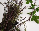 苦い！！アケビの新芽炒め作り方1写真