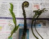 オニヒカゲワラビのシーチキン和え作り方2写真
