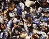 花豆で粒あんの素作り方1写真