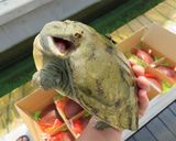 すっぽん雑炊作り方1写真