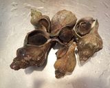 ヒメエゾボラ（青ツブ）の煮付け作り方1写真