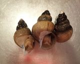 オオエッチュウバイ（マツブ）の刺身作り方1写真