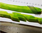 イカと胡瓜の中華クリーム炒め作り方12写真
