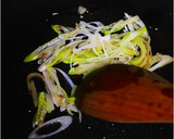 イカと胡瓜の中華クリーム炒め作り方16写真